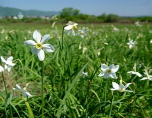 Narcis01